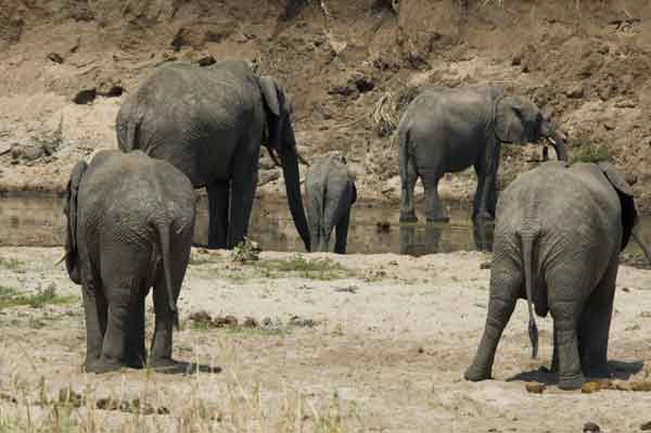 34 - Tanzania - Elefantes - parque nacional de Tarangire